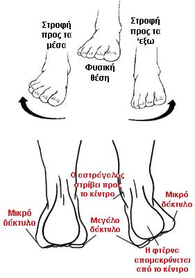 foot-pronation-diagram-1