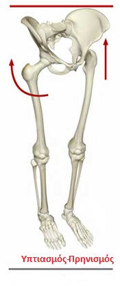 Fig3 skeletalpelvis