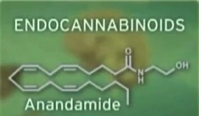 endocannabinoids-1