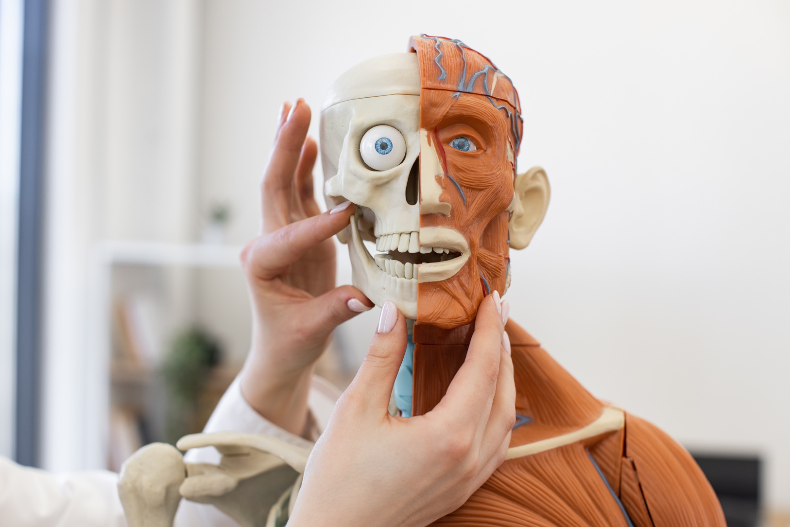 anatomical model and human hands in bright studio 2026