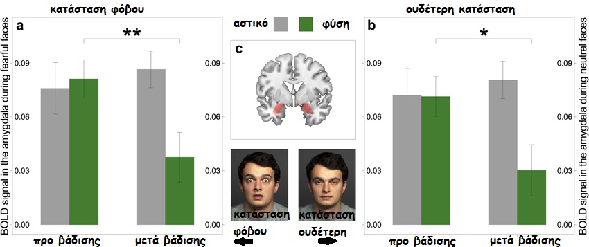 Bilateral amygdala activity during the Fearful Faces Task before and after the walk gr