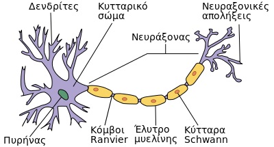 400px-Neuron el