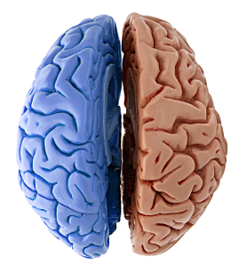left-and-right-brain-hemispheres