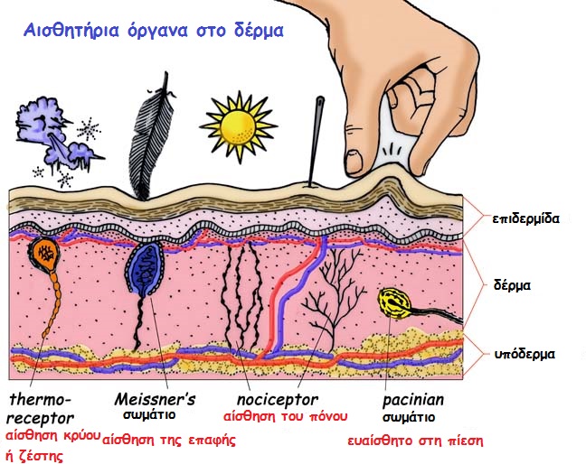 sensory organs in skin