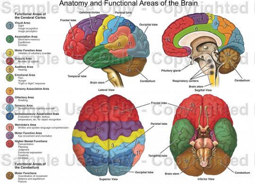 Fuctional areas of the brain.gif