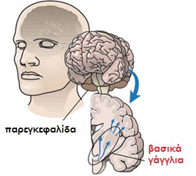basal ganglia cerebellum
