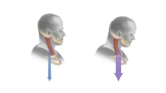 Proper-head-posture-vs-Forward-Head-Tilt