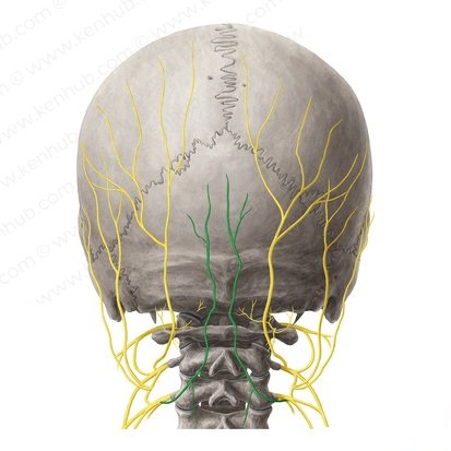 occipital nerve