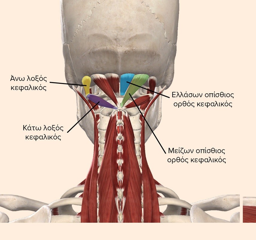 occipital ringe2