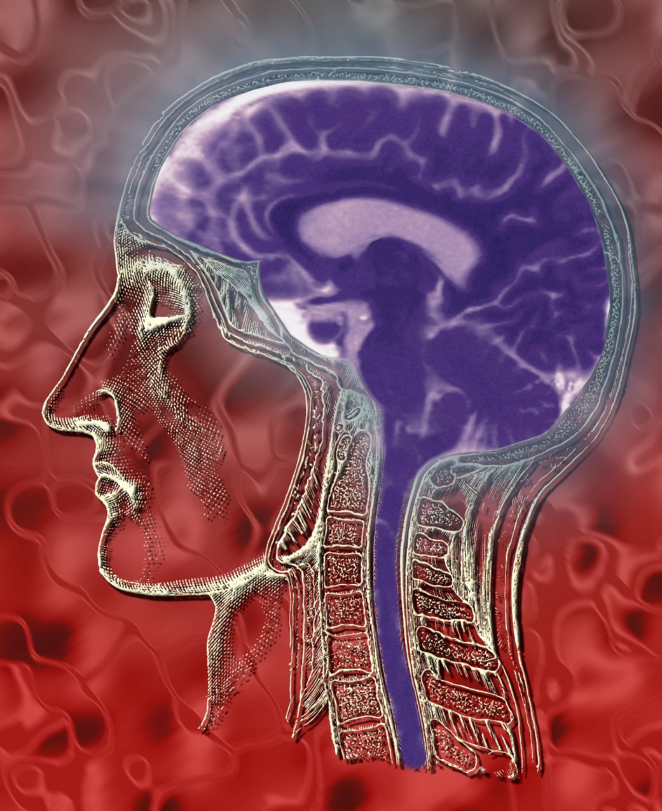 human brain medical illustration