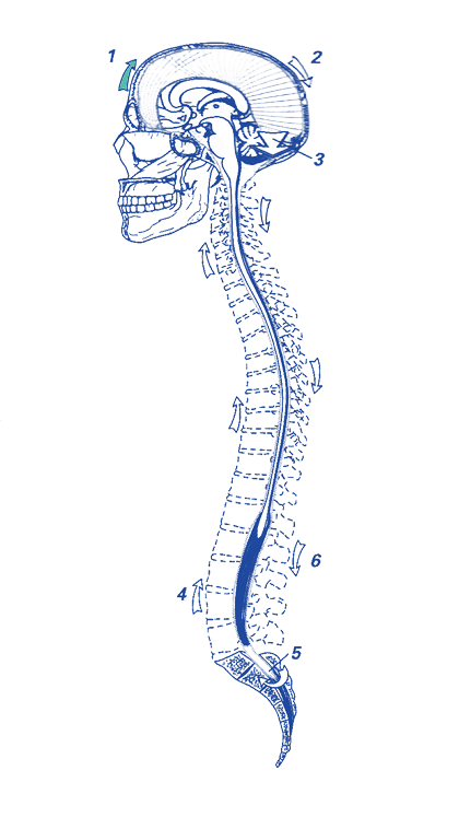 spine-biodynamic