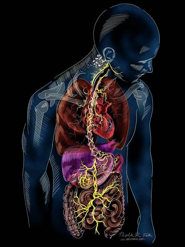 vagus nerve anatomy