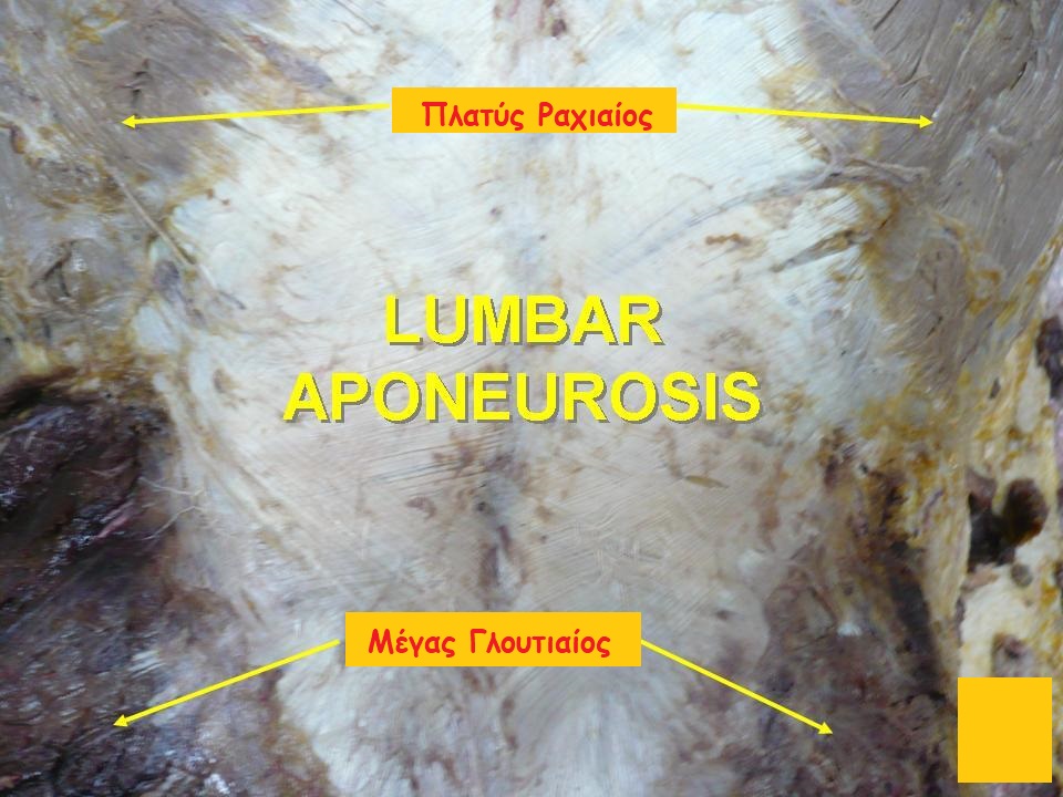 Lumbar aponeurosis.gr