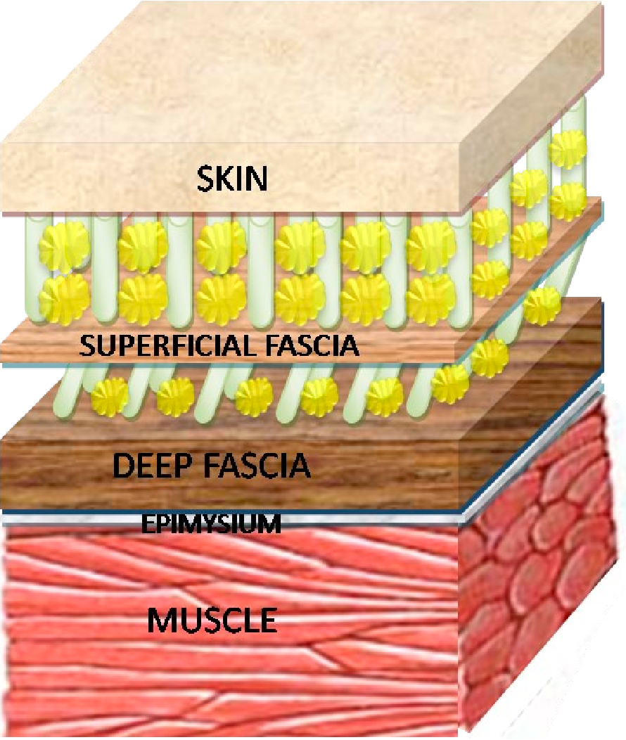 fascia.1