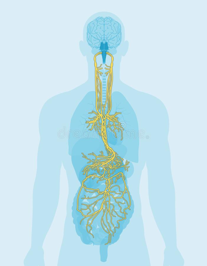 vagus-nerve-human-organs-medically-illustration-showing-brain-tenth-cranial-cn-x-215358761