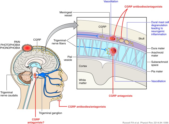 CGRP1
