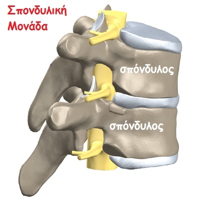 spinal segment