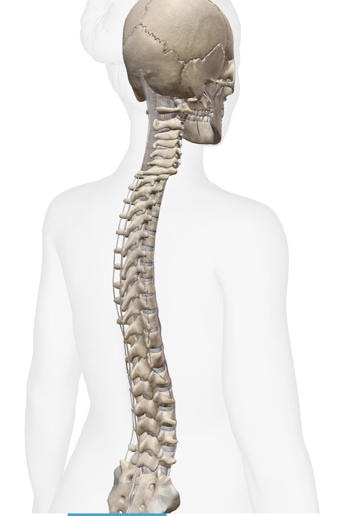 thoracic1