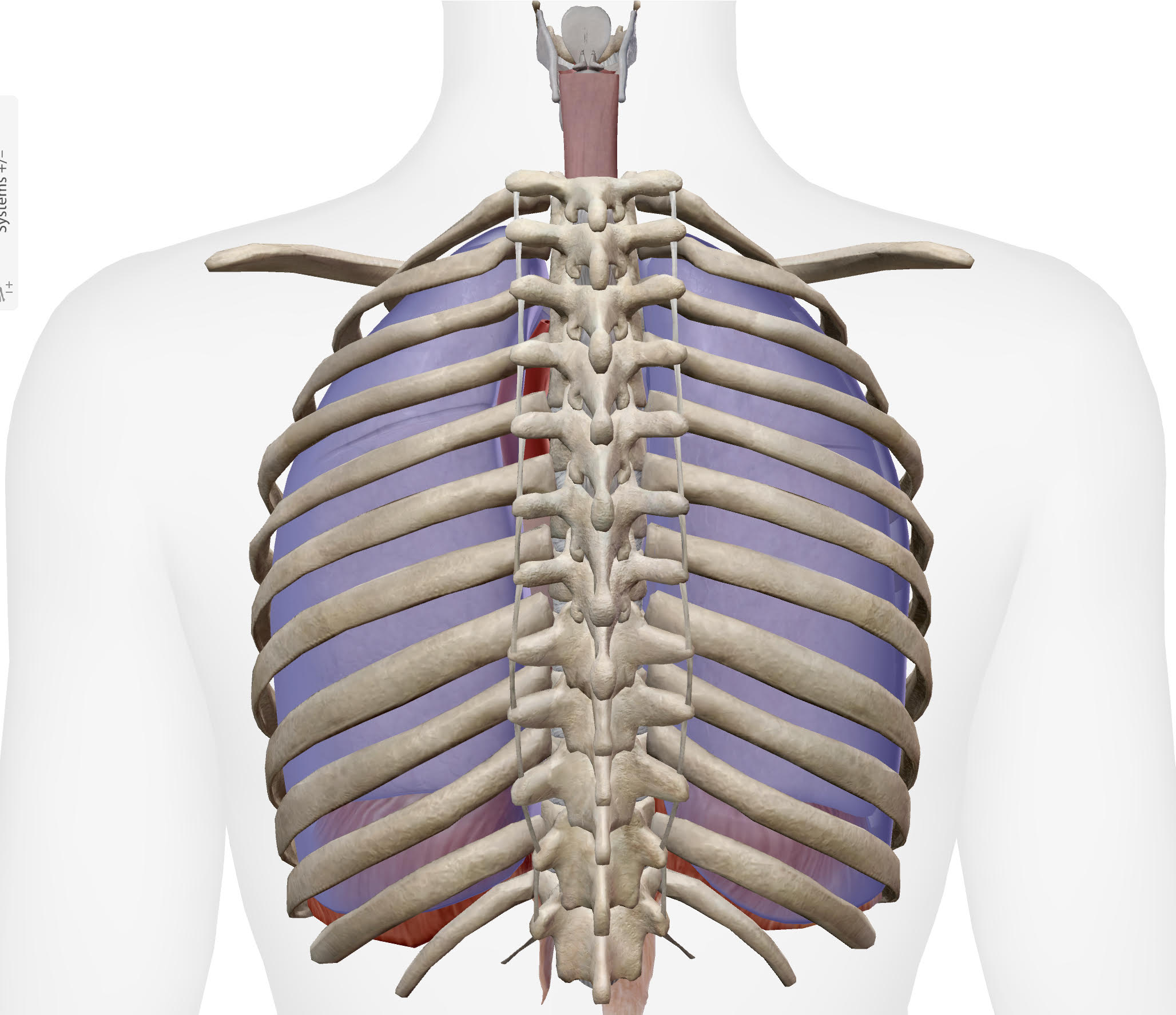 thoracic2