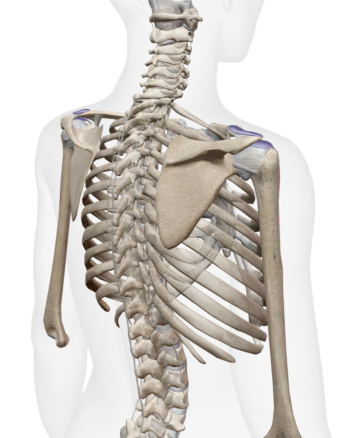 thoracic3