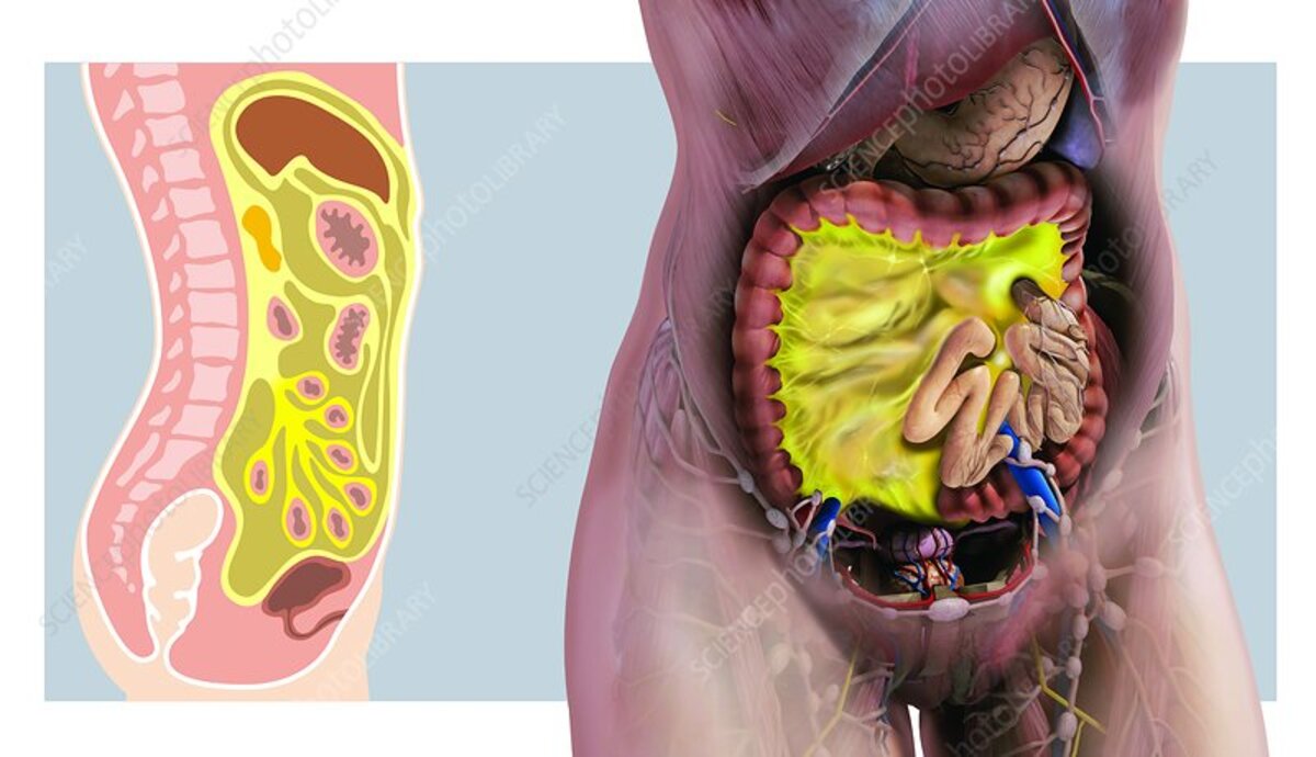 mesentery cover