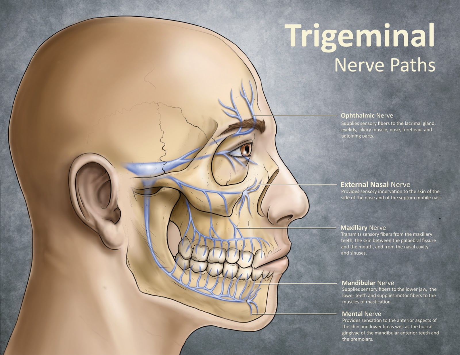 trigeminal nerve redone 150 dpi1